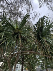 Pandanus tectorius