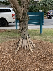 Pandanus tectorius