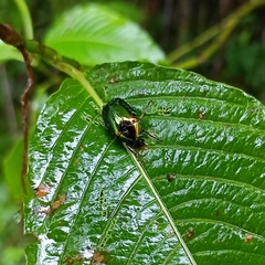 Callistethus auronitens