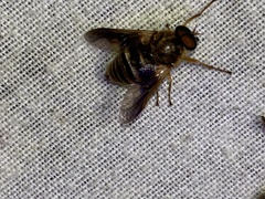 Goniops