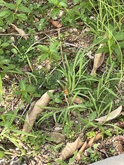 Brachythemis contaminata