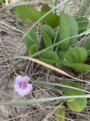 Ipomoea pes-caprae