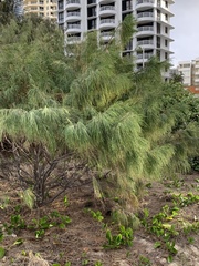 Casuarina
