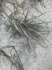 Spinifex sericeus