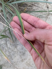 Spinifex sericeus