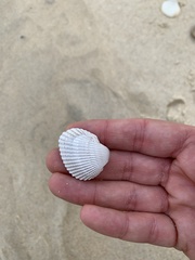 Anadara trapezia
