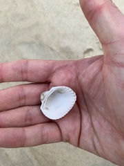 Anadara trapezia