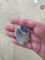 Anadara trapezia