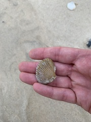 Anadara trapezia
