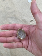 Anadara trapezia