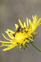 Berkheya radula