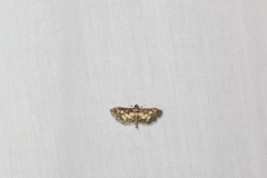 Eurrhyparodes bracteolalis