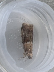 Acrobasis repandana