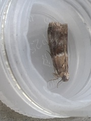 Acrobasis repandana