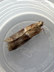 Acrobasis repandana