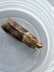 Acrobasis repandana