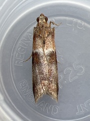 Acrobasis repandana