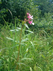 Impatiens glandulifera