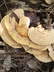 Polyporaceae