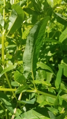 Persicaria sagittata