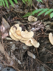 Polyporaceae
