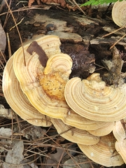 Polyporaceae