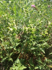 Stachys annua