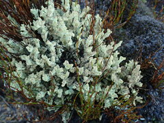 Cladonia southlandica