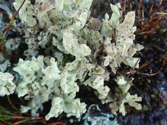 Cladonia southlandica