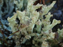 Cladonia southlandica