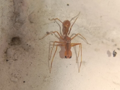Myrmaplata plataleoides