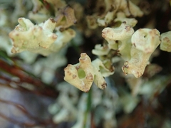 Cladonia southlandica