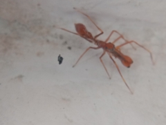 Myrmaplata plataleoides