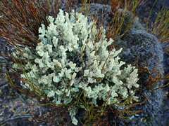 Cladonia southlandica