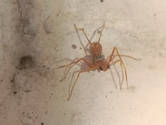 Myrmaplata plataleoides