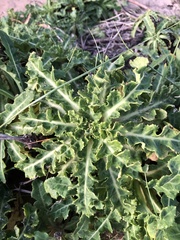 Sonchus megalocarpus
