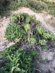 Sonchus megalocarpus