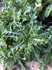 Sonchus megalocarpus