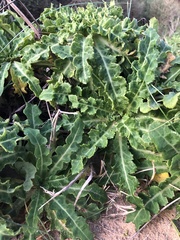 Sonchus megalocarpus