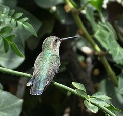 Cynanthus latirostris