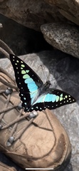 Graphium