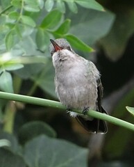 Cynanthus latirostris