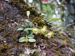 Gastrochilus formosanus