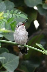 Cynanthus latirostris