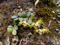 Gastrochilus formosanus