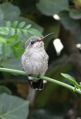 Cynanthus latirostris