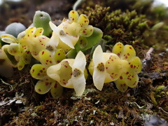 Gastrochilus formosanus