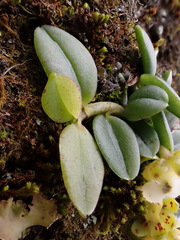 Gastrochilus formosanus