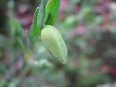 Pimelea linifolia linifolia