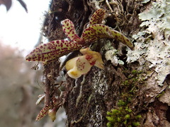 Gastrochilus fuscopunctatus